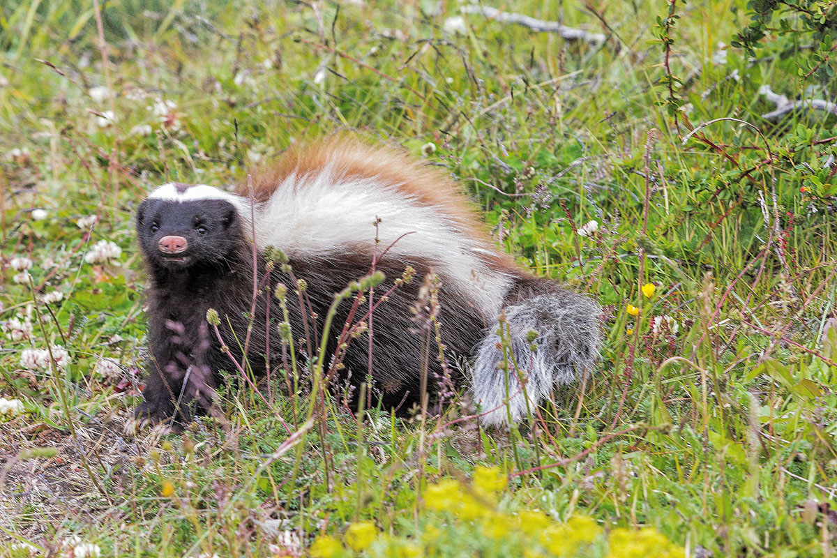 5 animals you didn't know were in Torres del Paine