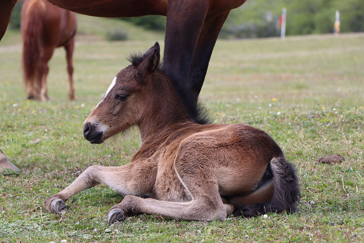 Las Torres Patagonia celebrates the birth of its first foal in four years