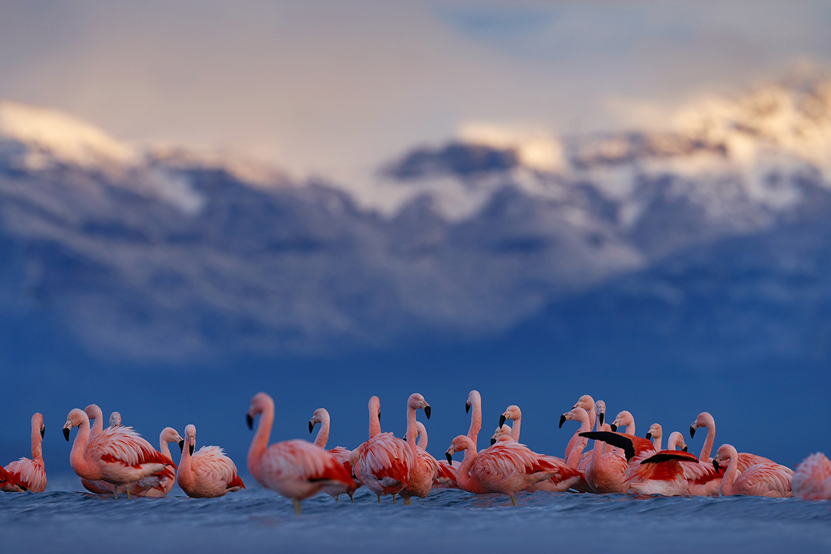 5 curiosidades insólitas de la fauna de Torres del Paine