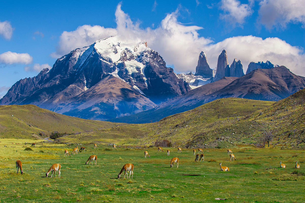 5 Surprising Facts About Torres del Paine Wildlife