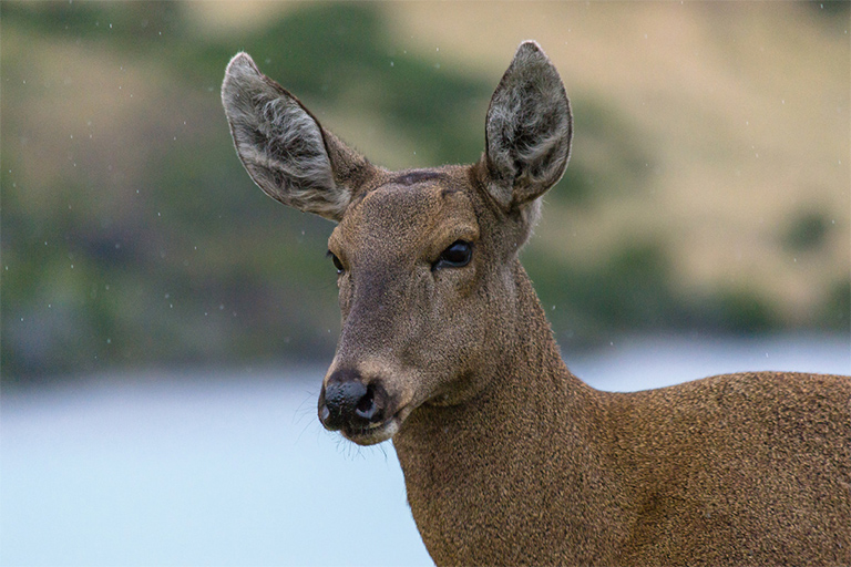 The Lunar Enchantment of the Huemul: Guardians of the Forests