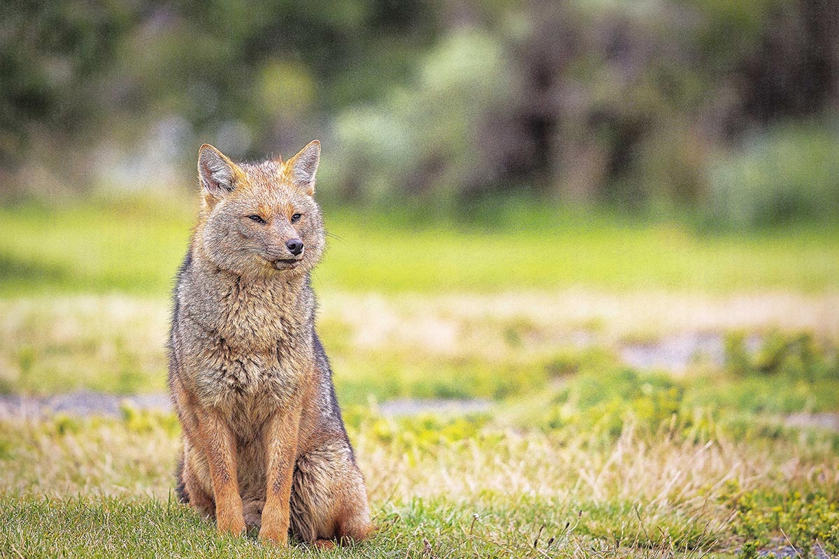 5 curiosidades insólitas de la fauna de Torres del Paine